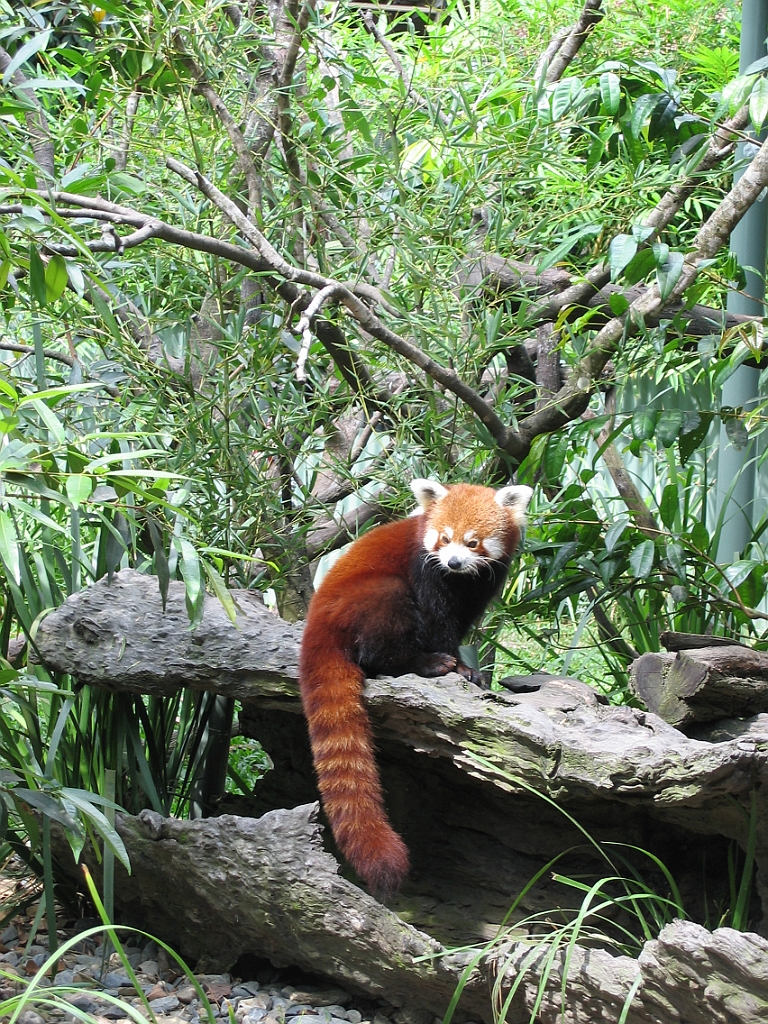 110 Cairns Tropical Zoo.jpg